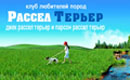 РАССЕЛ ТЕРЬЕРЫ 